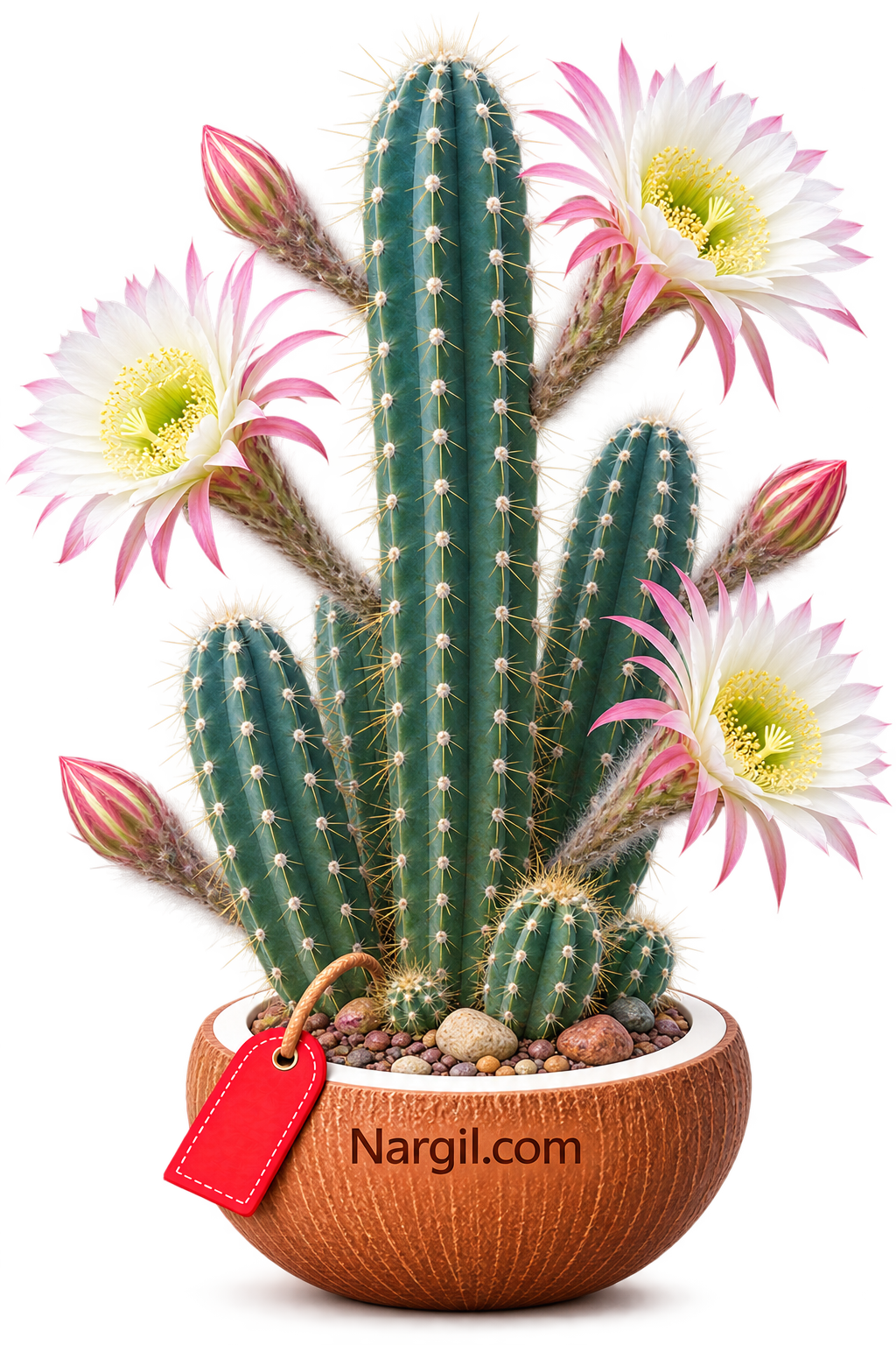 Nargil_Austrocephalocereus dybowskii